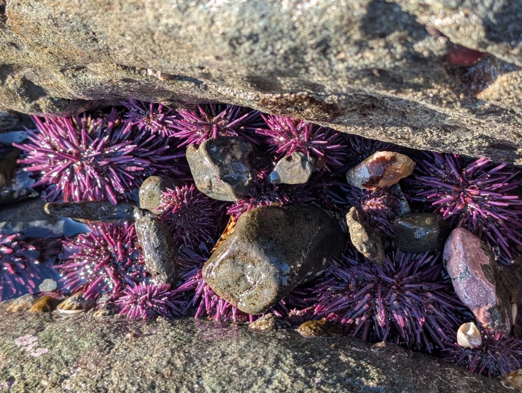 Purple sea urchins